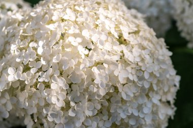 Hydrangea Çiçekleri, Çiçek açan Beyaz Hortensia, Ortanca Paniklemesi Çiçek Kapanışı, Büyük Infloresans, Çiçek Bulutları Güzel Yaz Bahçesi desenli desen
