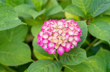 Ortanca Çiçekleri, Çiçek açan Pembe Hortensiya, Ortanca Paniklemesi Çiçek Başları Kapanış, İnfloresans, Çiçek Bulutları Güzel Yaz Bahçesi desenli desen