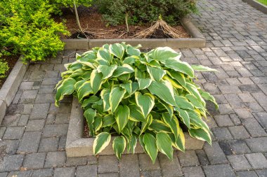 Hosta Çiçekleri ve Yaprakları, Islak Ev Sahipleri Yaprak Doğa Şablonu, Funkia, Büyük Baba Yaprakları, Zambaklar, Bulanık Arkaplanda Güzel Yapraklar