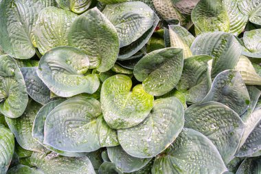 Hosta Flowers and Leaves Macro, Hostas in Bloom Nature Destern, Funkia, Big Daddy Leaves, Plantain Lilies, Sieboldiana Elegans Bulanık arka planda Güzel Yapraklar