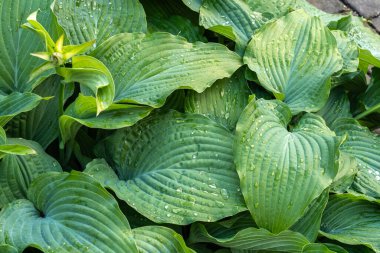 Hosta Çiçekleri ve Yaprakları Macro, Islak Ev Sahipleri Yaprak Doğa Şablonu, Funkia, Büyük Baba Yaprakları, Zambaklar, Sieboldiana Legoları Bulanık Arkaplan Güzel Yapraklar