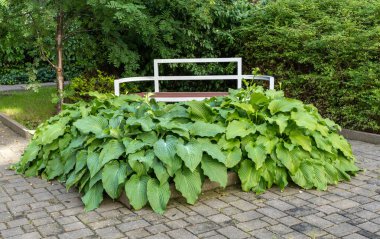 Hosta Flowers and Leaves, Wet Hostas Leaf Nature Pattern, Funkia, Big Daddy Leaves, Plantain Lilies, Sieboldiana Elegans Beautiful Foliage on Blurred background clipart