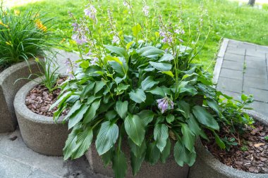 Hosta Flowers and Leaves Macro, Hostas in Bloom Nature Destern, Funkia, Big Daddy Leaves, Plantain Lilies, Sieboldiana Elegans Bulanık arka planda Güzel Yapraklar