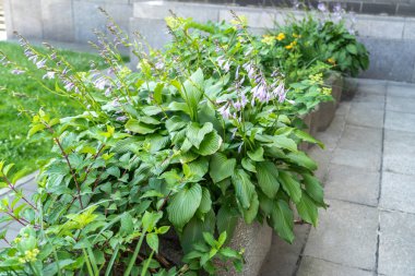 Hosta Flowers and Leaves Macro, Hostas in Bloom Nature Destern, Funkia, Big Daddy Leaves, Plantain Lilies, Sieboldiana Elegans Bulanık arka planda Güzel Yapraklar