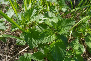 Genç Isırgan otları Herb, Vahşi ısırgan otu arka planı, Bahar Çimi Gıda, Urtica Dioica Yeşillik Bitkisi, Şifalı Bitki