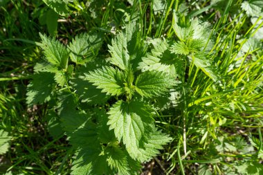 Genç Isırgan otları Herb, Vahşi ısırgan otu arka planı, Bahar Çimi Gıda, Urtica Dioica Yeşillik Bitkisi, Şifalı Bitki