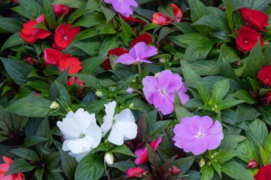 Pembe çiçek deseni, doğal çiçek deseni arka plan görünümü, bej, açık çiçekler, beyaz çiçek arkaplanı, doğa duvar kağıdı, çiçek posteri.