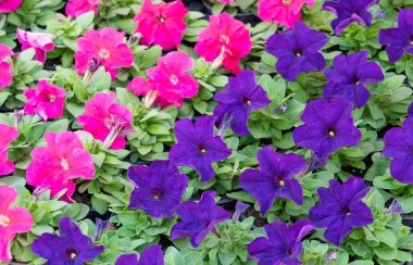 Çiçek desenleri, Petunyalar ve Kadife çiçekleri doğal çiçek desenleri arka plan üst görünüm, küçük çiçekler, çiçek arkaplan, doğa duvar kağıdı, çiçek posteri