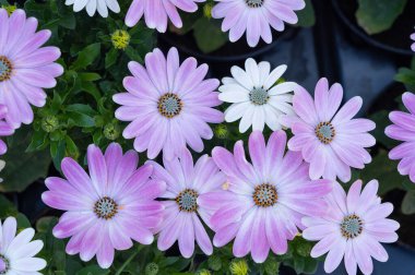 Kasımpatı deseni, Doğal Çiçek Dokuması Üst Görünüm, Küçük Çiçekler, Çiçek Arkaplan, Doğa Duvar Kağıdı, Çiçek Posteri