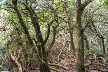 Laurel Park kırsal de Anaga, Tenerife yosunlu ağaçları yeşillik, yürüyüş yolları, eğlence alanı, yerel bitki manzarası, doğal çevre aktiviteleri, halka açık park
