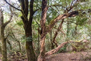 Laurel Park kırsal de Anaga, Tenerife yosunlu ağaçları yeşillik, yürüyüş yolları, eğlence alanı, yerel bitki manzarası, doğal çevre aktiviteleri, halka açık park