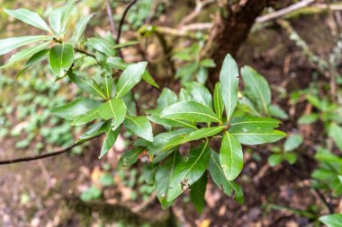 Laurel Park kırsal de Anaga, Tenerife yosunlu ağaçları yeşillik, yürüyüş yolları, eğlence alanı, yerel bitki manzarası, doğal çevre aktiviteleri, halka açık park