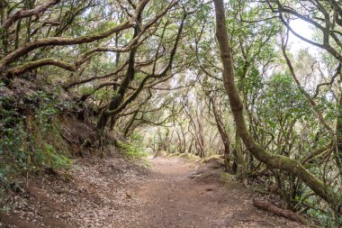Laurel Park kırsal de Anaga, Tenerife yosunlu ağaçları yeşillik, yürüyüş yolları, eğlence alanı, yerel bitki manzarası, doğal çevre aktiviteleri, halka açık park