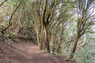 Laurel Park kırsal de Anaga, Tenerife yosunlu ağaçları yeşillik, yürüyüş yolları, eğlence alanı, yerel bitki manzarası, doğal çevre aktiviteleri, halka açık park
