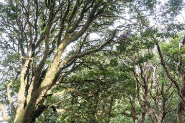 Laurel Park kırsal de Anaga, Tenerife yosunlu ağaçları yeşillik, yürüyüş yolları, eğlence alanı, yerel bitki manzarası, doğal çevre aktiviteleri, halka açık park