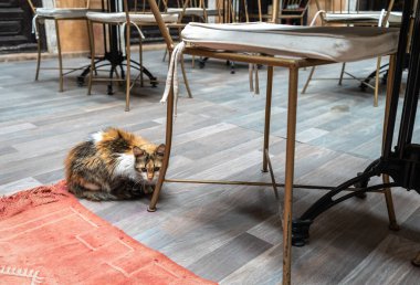 Marakeş restoranında yerde metal sandalyelerin altında başıboş bir kedi. Calico kedi temkinli görünüyor. Kırmızı halı renk karşıtlığı ekler