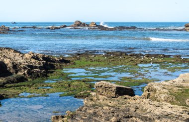 Okyanus kıyısındaki kayalıklarda yiyecek arayan martılar. Essaouira 'daki büyük sarı bacaklı martılar, kıyı bölgesinin doğal güzelliği ve vahşi yaşamı, sakin atmosfer.