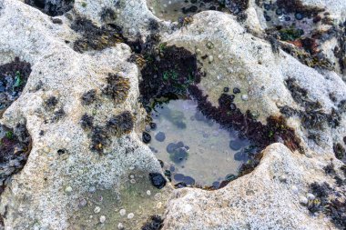 Alçak sularda kayalık, gelgit havuzu çeşitli algler, deniz canlıları, desenli taş yüzeyler, yeşil, kahverengi ve mor deniz yosunu, su habitatı, biyolojik çeşitlilik ve kıyı ekosistemi