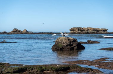 Okyanus kıyısındaki kayalıklarda yiyecek arayan martılar. Essaouira 'daki büyük sarı bacaklı martılar, kıyı bölgesinin doğal güzelliği ve vahşi yaşamı, sakin atmosfer.