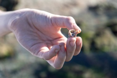 Hand holding a small shell with a crustacean inside. Beach exploration moment, blurred background, crustacean's tiny features, sun rays clipart