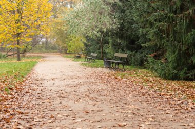 Park yolu sonbahar yapraklarıyla kaplı, sıralı banklar, yeşil çimenler, renkli yapraklı ağaçlar, huzurlu atmosfer, mevsimlik cazibe, canlı renkler