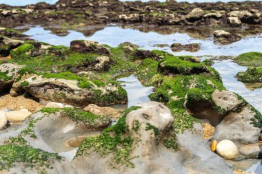 Yeşil taşların üzerindeki deniz dalgaları plaj dokusu, şeffaf okyanus suyu, gelgit deseninde kayalık kıyılar, Atlantik, Fransa, Biarritz, kopyalama alanı ile yaz modeli