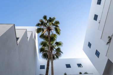 Mavi arka planda palmiye ağaçları olan modern beyaz binalar. Temiz mimari çizgiler, yemyeşil palmiyeler, çağdaş şehir tasarımı, minimum geometrik mimari