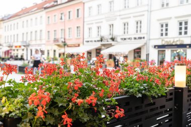 Sardunya kırmızısı çiçekler, Pelargonium peltatum, sarmaşık yapraklı pelargonium yakın plan, Bulanık şehir arka planında bir yaz kafesi dekorasyonu olarak serpilen sardunya