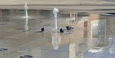 Şehir çeşmesinde yıkanan güvercinler, neşeli etkileşimler, su jetleri, yansıtıcı yüzey, kentsel ortam, serinleme, sıcak yaz günü, suyun keyfini çıkaran kuşlar, canlı ve hayat dolu sahne
