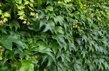 Partenosissus deseni, Virginia krep rengi duvar deseni, yemyeşil Victoria Sarmaşık desenli arkaplan hedera sarmaşığı, kopyalama alanı olan sarmaşık halı afişi.