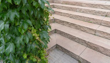 Partenosissus deseni, Virginia krep rengi duvar deseni, yemyeşil Victoria Sarmaşık deseni arkaplan hedera sarmaşığı, merdivenler, basamaklı sarmaşık halı afişi fotokopi alanı