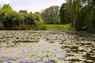 Yeşil sazlıklar ve ağaçlarla çevrili yemyeşil yapraklı yemyeşil bir gölet. Sakin doğal ortam. Gökyüzünü yansıtan sakin su.