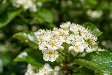 Beyaz çiçek dokusu yakın plan, çiçek açan Pyracantha, ateş dikenli ya da Pyracantha çiçekli çalılar