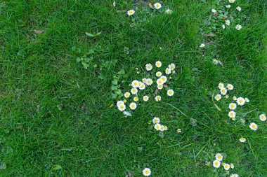 Spring Lawn, Natural Lush Grass Dokuma Arkaplanı, Park Çimeni Şablonu, Doğal Çayır Sancağı, Kopya Alanı ile Kesilmemiş Bahar Çim Mokiklemi