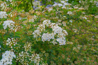 Beyaz çiçek dokusu yakın plan süsleme, çiçek açan spiraea, spirea, çan çiçekleri çiçek açan çalılar
