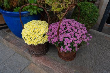 Road Flower Ot, Sokak Yatağı, Sandık Kutuları Modern Şehir Çiçekçiliği, Şehir Çiçek Yatakları Tasarımı, Şehir Çiçekleri Peyzajı, Yaz Caddesinde Çiçek Saksısı