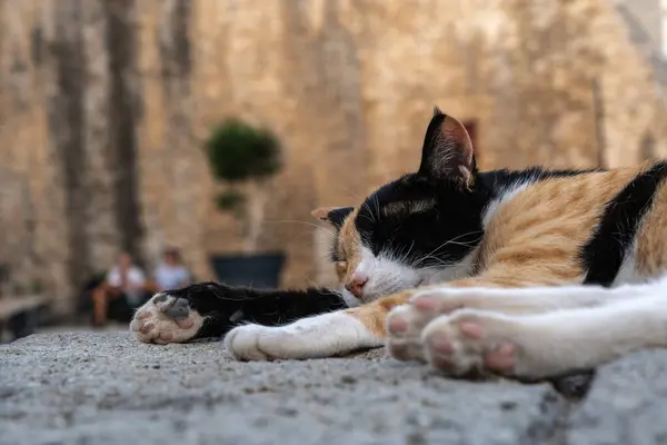 stock image A stray cat rests on a stone ledge in Budva, Montenegro. Historic buildings with red roofs and a church tower in the background. Palm trees and straw umbrellas add to the picturesque scene