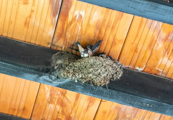 Stock image Baby birds, swallow chicks in nest under a wooden roof beam. The chicks are clustered together, with one open mouth ready for feeding. The nest is made from mud and twigs