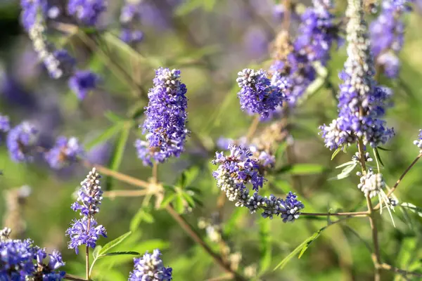 stock image Vitex agnus-castus also called vitex, chaste tree or chastetree, chasteberry, Abraham's balm, lilac chastetree, or monk's pepper. Purple flowers in full bloom, surrounded by green foliage