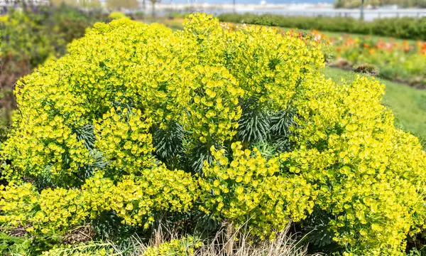 stock image Mediterranean Spurge, Euphorbia characias wulfenii green flowers in natural sun light, spring floral garden, green blossom flower bed trendy decoration