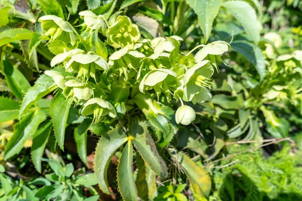 stock image Mediterranean Spurge, Euphorbia characias wulfenii green flowers in natural sun light, spring floral garden, green blossom flower bed trendy decoration