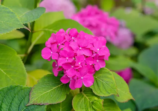 Stock image Hydrangea Flowers, Blooming Pink Hortensia, Hydrangea Paniculata Flower Heads Closeup, Inflorescences, Clouds of Flowers Beautiful Summer Garden Textured Pattern