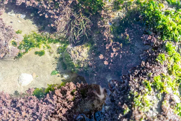 stock image Rocky bottom at low tide, underwater scene, green and purple seaweed, clear water, rocky substrate, diverse marine life, Atlantic soft corals, colorful aquatic environment