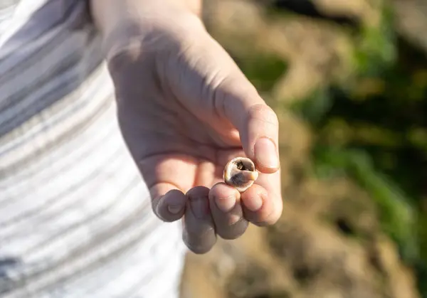 stock image Hand holding a small shell with a crustacean inside. Beach exploration moment, blurred background, crustacean's tiny features, sun rays