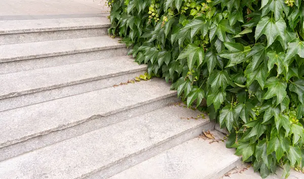 stock image Parthenocissus pattern, virginia crepeper foliage wall pattern, lush green victoria creeper ivy texture background with hedera helix, stairs, steps ivy carpet banner with copy space