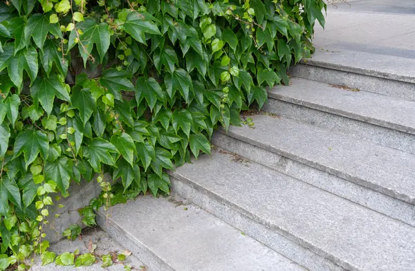 stock image Parthenocissus pattern, virginia crepeper foliage wall pattern, lush green victoria creeper ivy texture background with hedera helix, stairs, steps ivy carpet banner with copy space