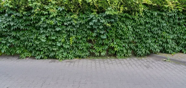 stock image Parthenocissus pattern, virginia crepeper foliage wall pattern, lush green victoria creeper ivy texture background with hedera helix, ivy carpet banner with copy space