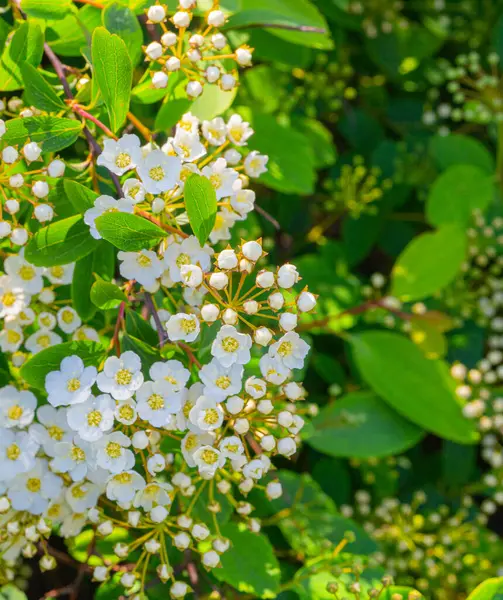 stock image White flowers texture background closeup, blooming decorative spiraea, spirea, meadowsweets, steeplebushes flowering shrubs