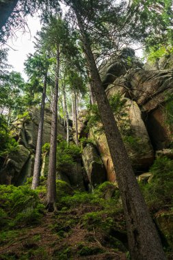 Bereketli yeşillik, yosun kaplı kayalar ve benekli güneş ışığıyla yıkanmış uzun ağaçlarla dolu sakin bir orman manzarası. Yürüyüş, keşif ve rahatlama için ideal.