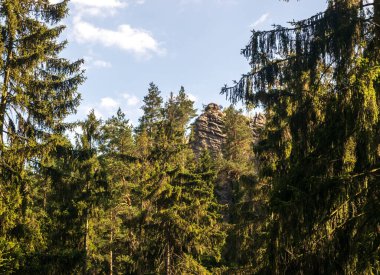 Bereketli yeşillik, yosun kaplı kayalar ve benekli güneş ışığıyla yıkanmış uzun ağaçlarla dolu sakin bir orman manzarası. Yürüyüş, keşif ve rahatlama için ideal.